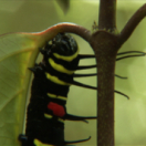 L'Indonésie sauvage série documentaire nature USHUAIA TV