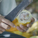 Du chocolat pour sauver l'Amazonie documentaire découverte USHUAIA TV