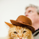 Empire félin série documentaire nature ANIMAUX