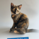 Heureux comme un chat documentaire animalier ANIMAUX