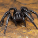 Animaux toxiques : les espèces les plus mortelles série documentaire animalier ANIMAUX