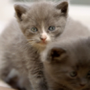 Animaux de compagnie : leur vie secrète série documentaire animalier ANIMAUX