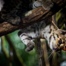 Félins documentaire animalier FRANCE 5