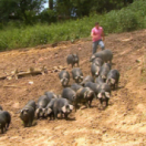 Les carnets de Julie magazine culinaire CHASSE & PECHE