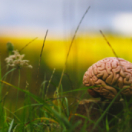 Climat : mon cerveau fait l'autruche documentaire samenleving USHUAIA TV