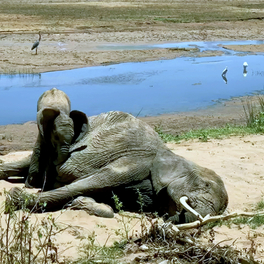 Le chagrin des animaux - Mythe ou réalité ? documentaire découverte ARTE