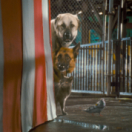 Comme chiens et chats : la revanche de Kitty Galore film aventure CINE + FAMILY