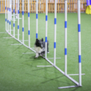 The Pet Show docureeks dieren ANIMAUX