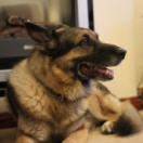 Super Dogs docureeks dieren ANIMAUX