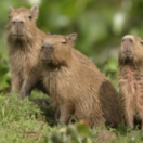 Une saison au zoo docureeks dieren NATIONAL GEOGRAPHIC CHANNEL