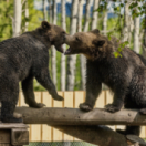 Grizzly, le retour des géants documentaire nature ANIMAUX
