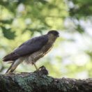 Les Pyrénées secrètes docureeks natuur USHUAIA TV