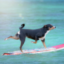 Le grand bêtisier ontspanning RMC STORY