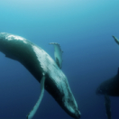 Les gardiennes de la planète film documentaire RTS DEUX