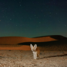 Mammifères série documentaire nature LA TROIS