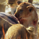 Sur la terre des grands félins docureeks dieren FRANCE 5