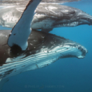 Les âmes des océans documentaire natuur FRANCE 5