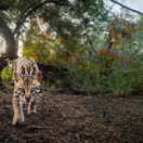 Deep in the Heart: A Texas Wildlife Story documentaire CANVAS