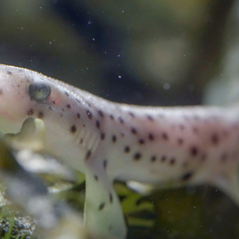 Le grand cirque des marées documentaire nature ARTE
