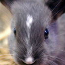 Les super pouvoirs des lapins documentaire natuur ANIMAUX