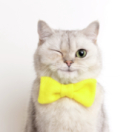 Le Big bêtisier divertissement TFX