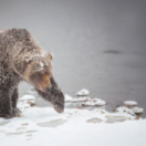 Sophie, la grizzly du Yukon documentaire dieren ANIMAUX