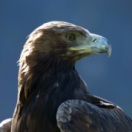 L'aigle royal, seigneur des Alpes documentaire animalier RTS DEUX