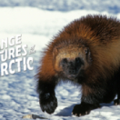 Merveilleuses créatures de l'Arctique documentaire natuur ANIMAUX