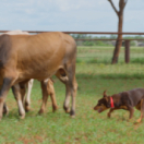 Chiens de berger : l'art de diriger docureeks dieren ANIMAUX