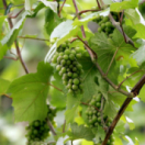 Les raisins du Reich documentaire historisch PUBLIC SENAT - LCP AN