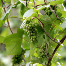 Les raisins du Reich documentaire historique PUBLIC SENAT - LCP AN