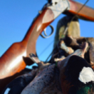 Tous fous du calibre 20 docureeks sport CHASSE & PECHE