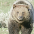 Yellowstone : nature extrême série documentaire nature ARTE