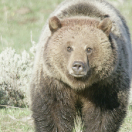 Yellowstone : nature extrême série documentaire nature ARTE