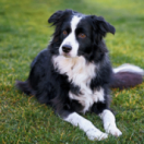 The Pet Show docureeks dieren ANIMAUX