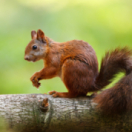 Écureuils, histoires de famille documentaire natuur ANIMAUX