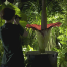 L'abominable mystère des fleurs documentaire nature USHUAIA TV