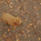 Mon meilleur ami magazine - duiding dieren 8 MONT-BLANC