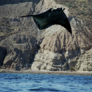 Les survivants ultimes de la nature série documentaire animalier USHUAIA TV