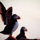 Islande, le sanctuaire des macareux documentaire ontdekking USHUAIA TV