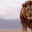 Les survivants ultimes de la nature docureeks dieren USHUAIA TV