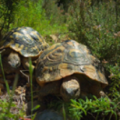 Alaïs, tortue sauvage de Provence documentaire natuur ANIMAUX