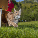 Le retour fragile du lynx documentaire dieren ANIMAUX
