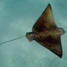 Hawaï, où l'eau embrasse le feu documentaire nature ARTE