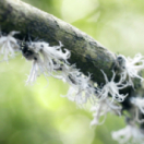 Ivohiboro, la forêt oubliée documentaire découverte FRANCE 5
