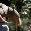 Aux origines des mammifères, le monde avant les dinosaures documentaire science et technique FRANCE 5