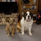 Beethoven sauve Noël téléfilm comédie GULLI