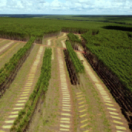 Planter à tout prix, des arbres pour sauver la planète ? documentaire environnement RTS DEUX
