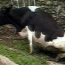 Vache folle, la Bretagne au coeur de la crise documentaire société FRANCE 3