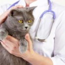 Heartland Docs, DVM reality-tv NATIONAL GEOGRAPHIC CHANNEL